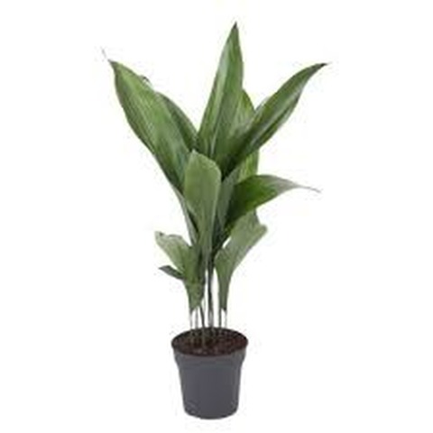 Aspidistra
