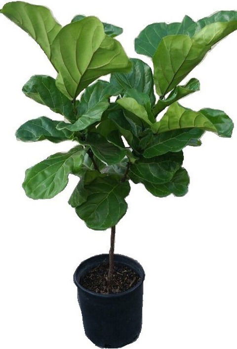 Ficus Pandurata o Liryata