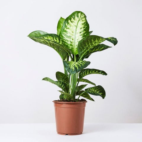 Tropic (Dieffenbachia)