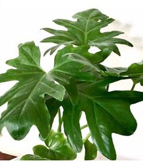 Misionero (PHILODENDRON SELLOUM )