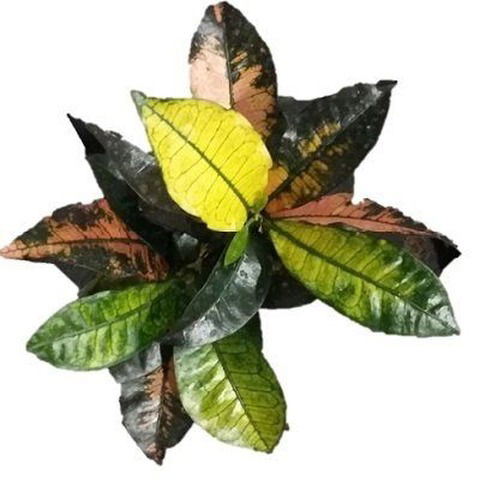 Croton mona lisa (Codiaeum variegatum) 