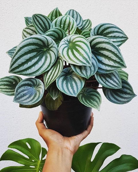 Peperomia watermelon