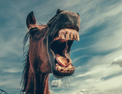 ¿Qué dicen los dientes de tu caballo? Más de lo que imaginás