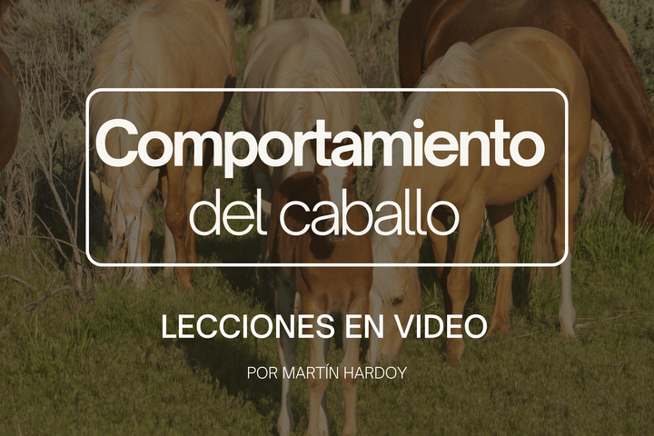COMPORTAMIENTO: Lecciones en video