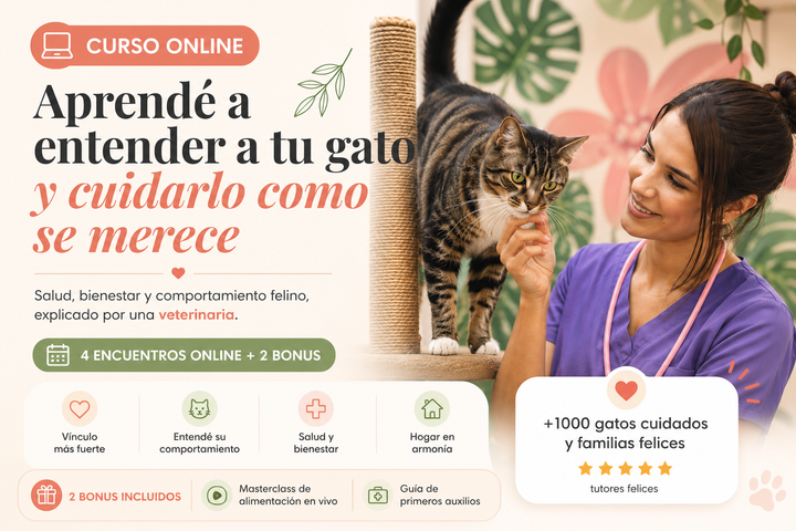 Como cuidar a tu gato