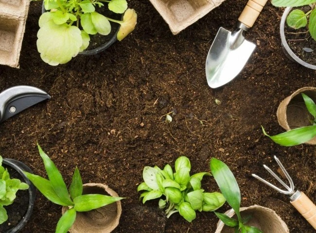 Combo Garden Dreams: Jardinería inicial