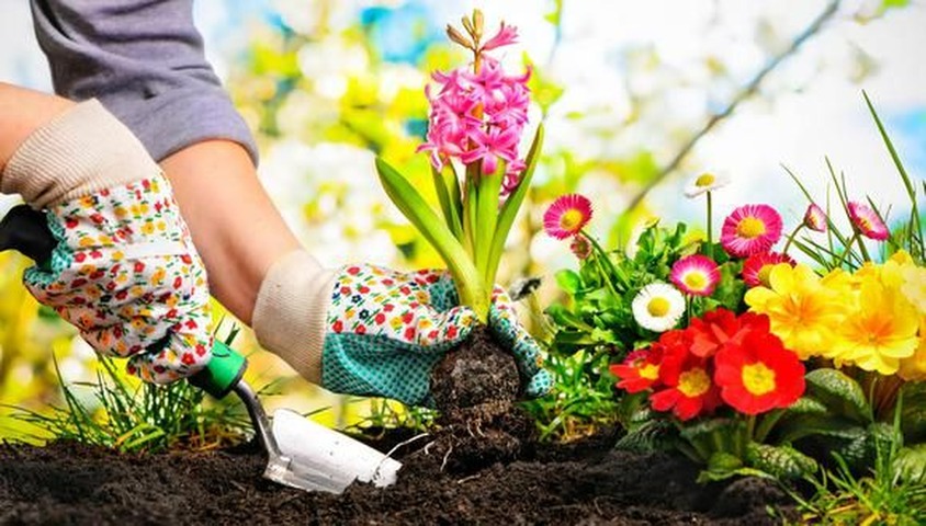 Asesoría de jardineria 60 minutos