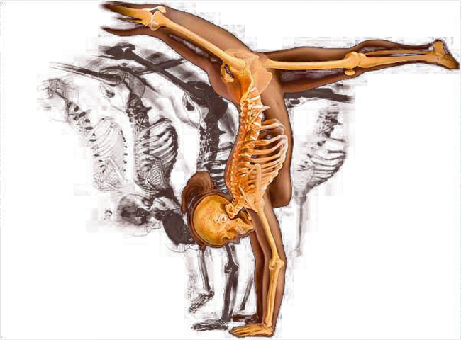 MODULO DE ANATOMÍA FUNCIONAL Y BIOMECÁNICA