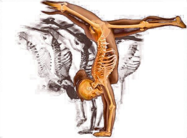 Anatomía Funcional y Biomecánica