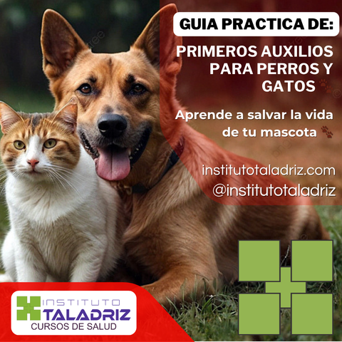 Primeros Auxilios para Perros y Gatos 🐾| Guía Práctica