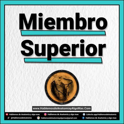 Miembro Superior 