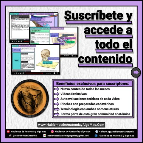 Suscripción a Hablemos de Anatomia y Algo Mas