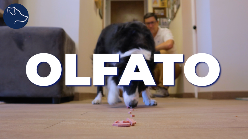 Curso grabado / Adiestra a tu Perro Jugando con su Olfato 