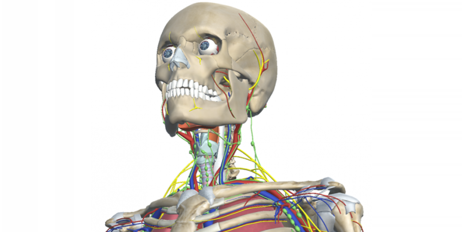 Anual Anatomía 2026