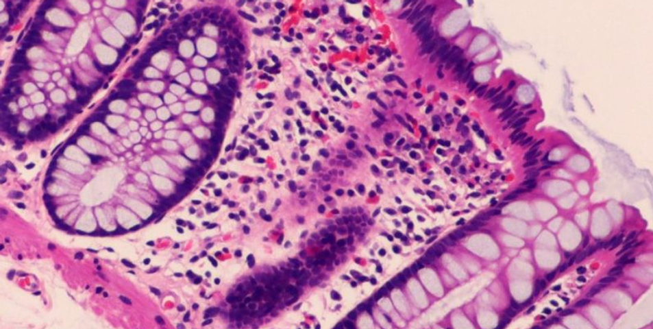 Anual Histología 2026