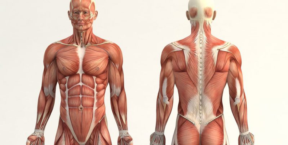 Final Anatomía - Mesa Febrero 1