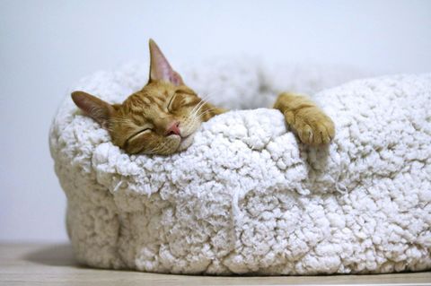 ¿Una siesta te ayuda a aprender? La ciencia tiene algo que decir