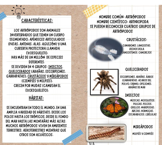 🕷️ ¿Cómo puede el veneno de una araña hackear tu sistema nervioso?