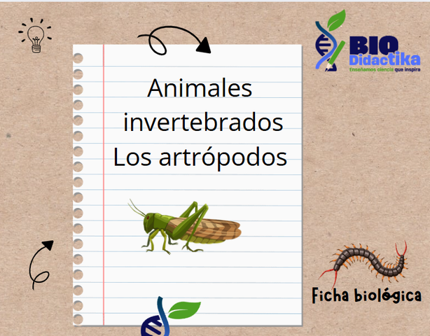 Fichas biológicas. Los animales invertebrados: los artrópodos