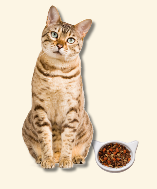 5 errores comunes en la alimentación de mascotas (y cómo evitarlos)