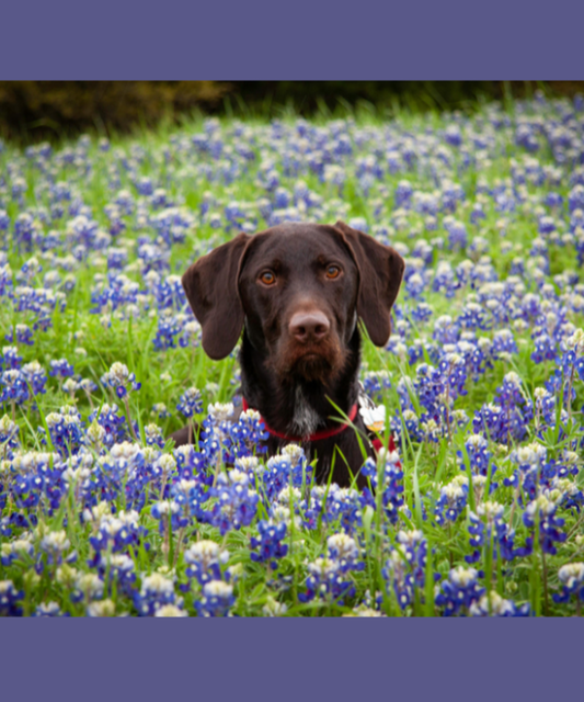 Plantas medicinales para perros y gatos: beneficios y cuidados