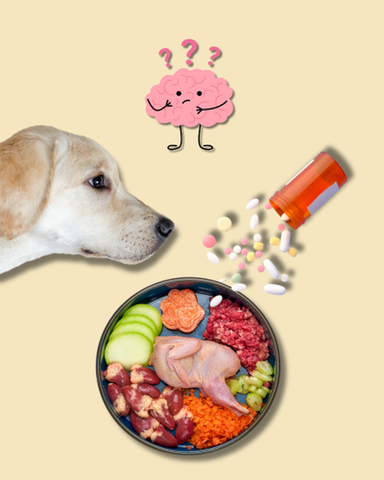 Dieta casera para perros y gatos: guía honesta para tutores