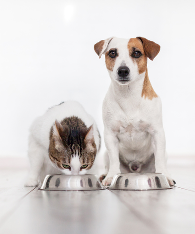 No todo es crudo o balanceado: opciones reales para mejorar su dieta