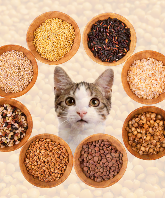 La fibra en la nutrición veterinaria: lo básico que todo tutor debería saber