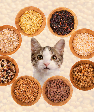 La fibra en la nutrición veterinaria: lo básico que todo tutor debería saber