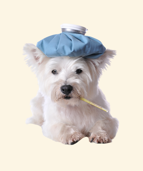 Plan nutricional para condiciones especiales