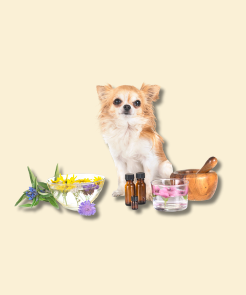 Fitoterapia como complemento nutricional