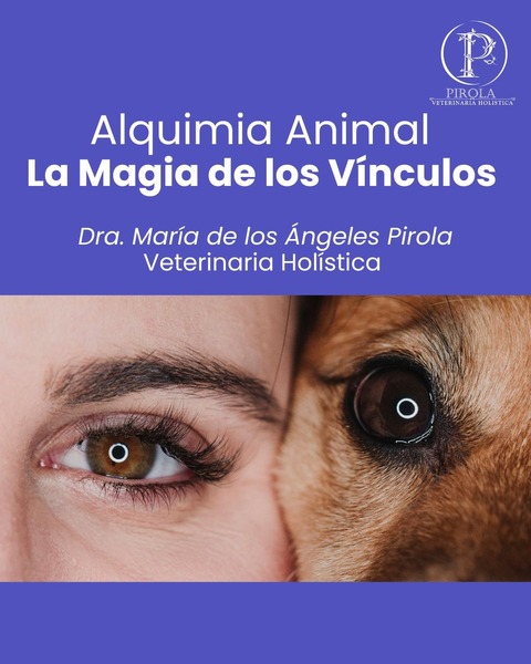 Alquimia Animal - La Magia de los Vínculos