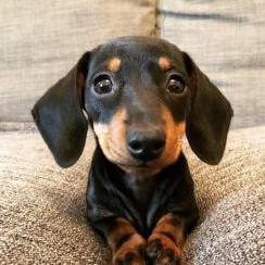 Mariana G. – Dueña de “Panchito”