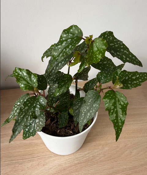 Begonia Alas de Angel