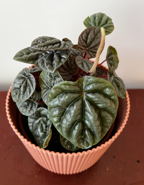 Peperomia Caperata Rugosa