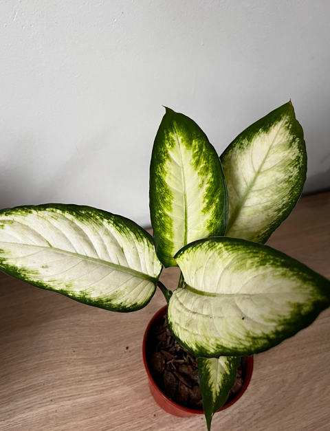 Dieffenbachia Tropic