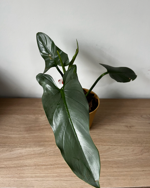 Filodendro Silver