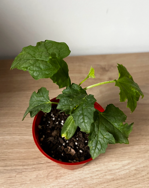 Plantín de Luffa