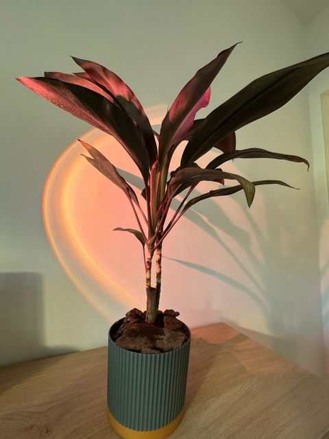 Dracena Rubra o Cordyline Fructicosa