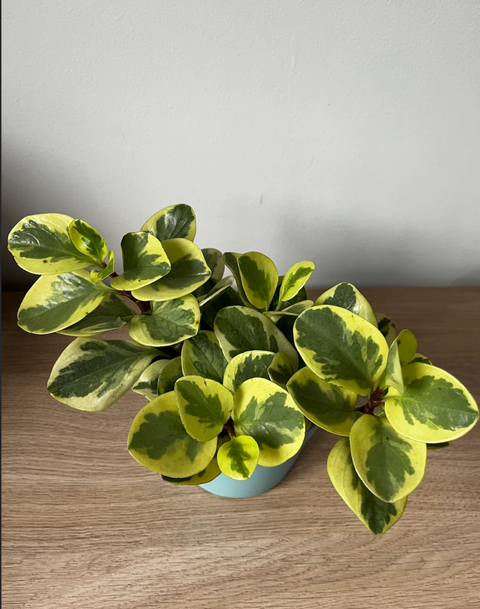 Peperomia Variegada