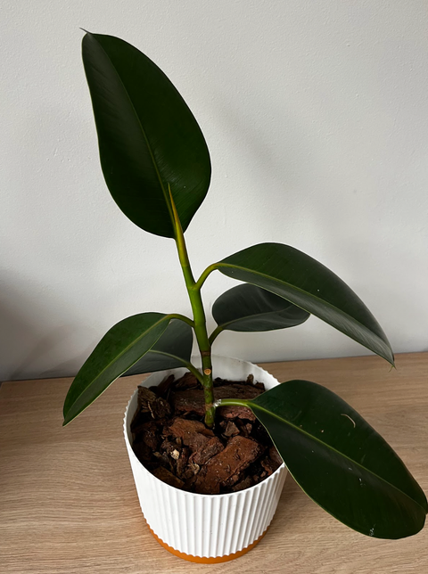 Ficus elástica o Gomero Classic