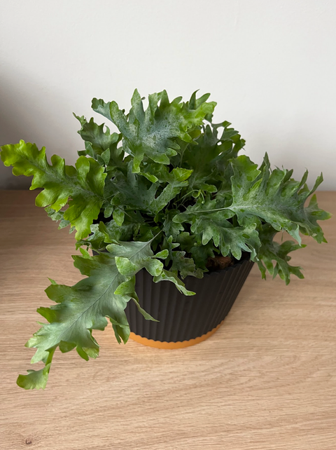Phlebodium Aureum Davana o Helecho Despeinado