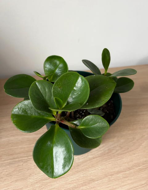 Peperomia Green