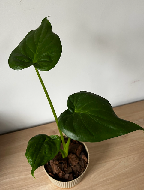 Alocasia Cucullata 