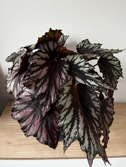 Begonia Rex