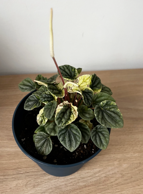 Peperomia Caperata
