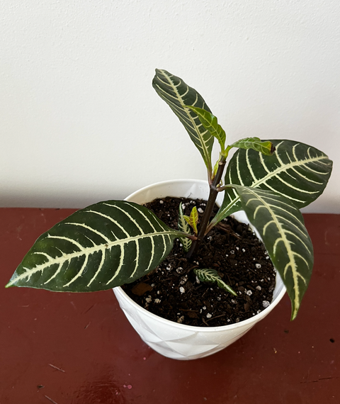 Aphelandra (Planta cebra)