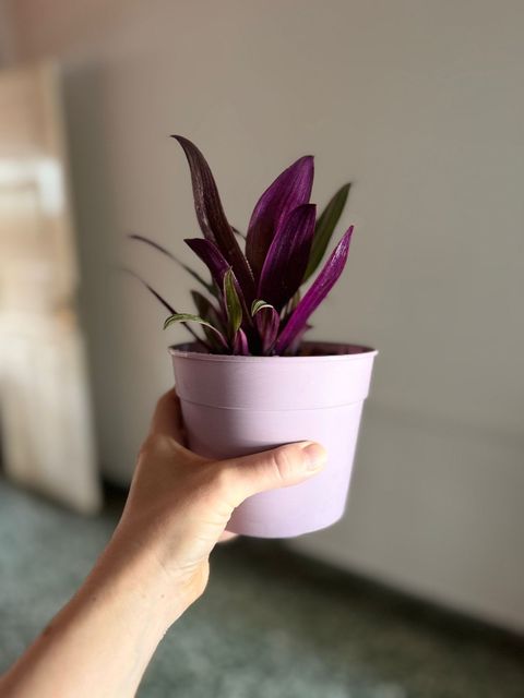 Magueyito Morado