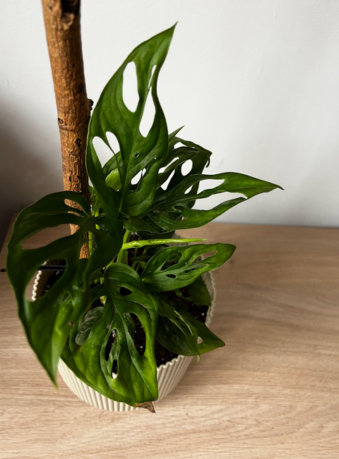Filodendro Peruviano (Monstera Adansonii)