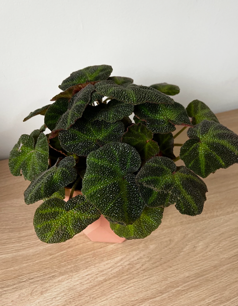 Begonia Piel de Sapo